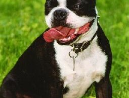 Boston Terrier - Características da raça, fotos e vídeos » Cães Online