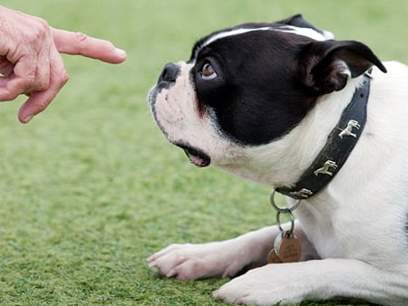 Dicas de comandos básicos para o cão aprender