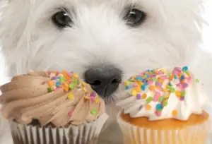 Alimentos que podem matar o cão