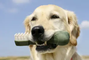 Você sabe quando o seu cachorro esta com dor de dente?