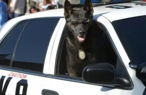 Cães policiais: como são treinados?