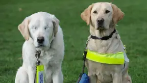 Conheça a história da cachorrinha Opal