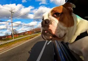 Seu cão corre atrás de carro? Veja as dicas!