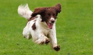 Cuidados com o cão durante a corrida