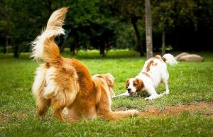 Tem um cachorro e quer adotar outro? Veja como eles podem ser amigos!