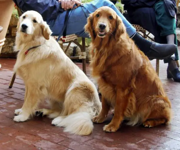 raças mais populares golden retriever