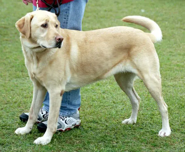 raças mais populares labrador