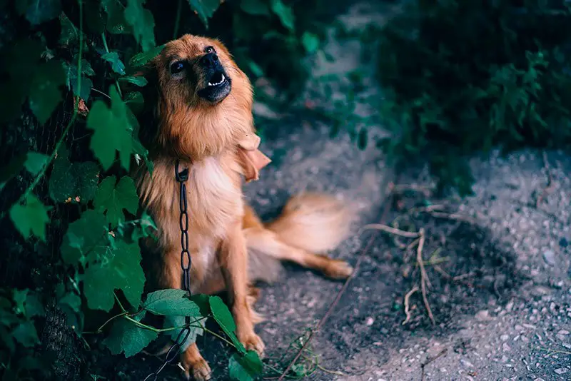 Sinais de que o seu cão odeia você