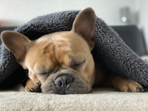 A chegada de um cachorro em casa