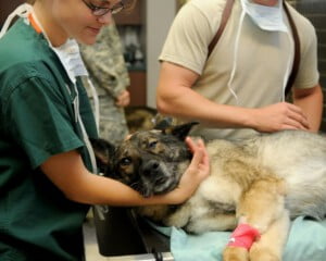 Como lidar com a morte de um cachorro