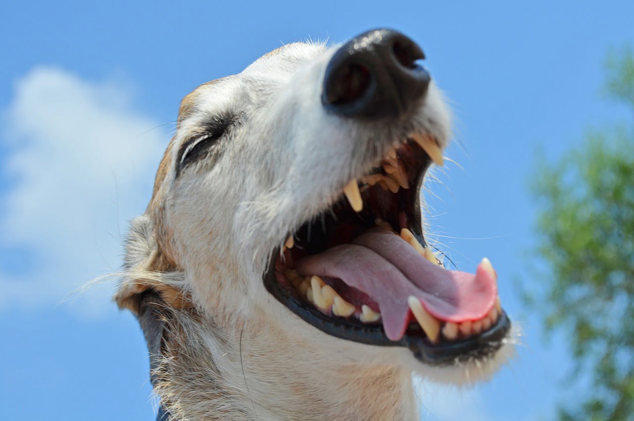 Coisas que você não sabia sobre cachorros