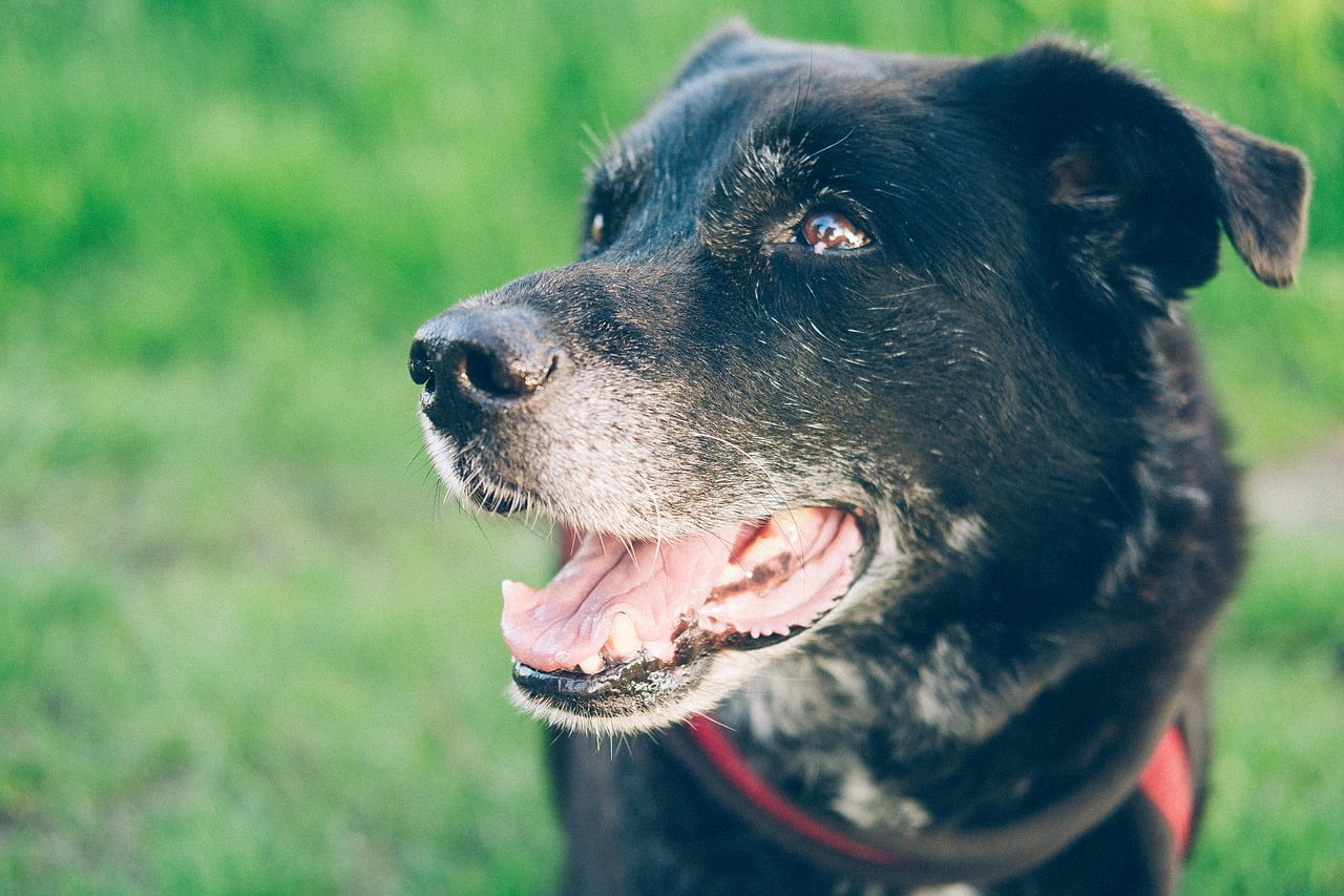 Coisas que você não sabia sobre cachorros