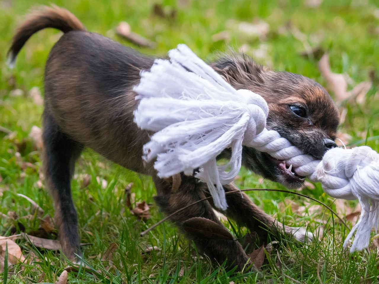 Coisas que você não sabia sobre cachorros