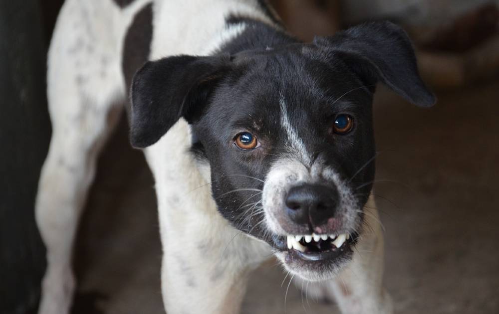 Raiva Canina Causas Sintomas E Tratamento