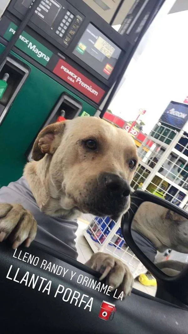 cachorro-adotado-por-frentistas-salva-o-posto-de-gasolina