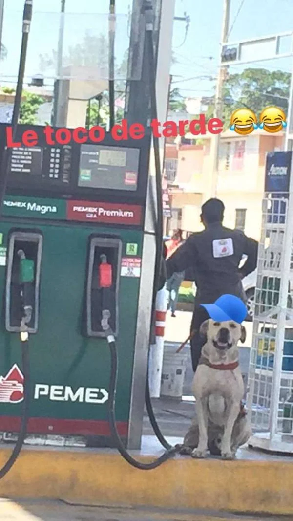 cachorro-adotado-por-frentistas-salva-o-posto-de-gasolina