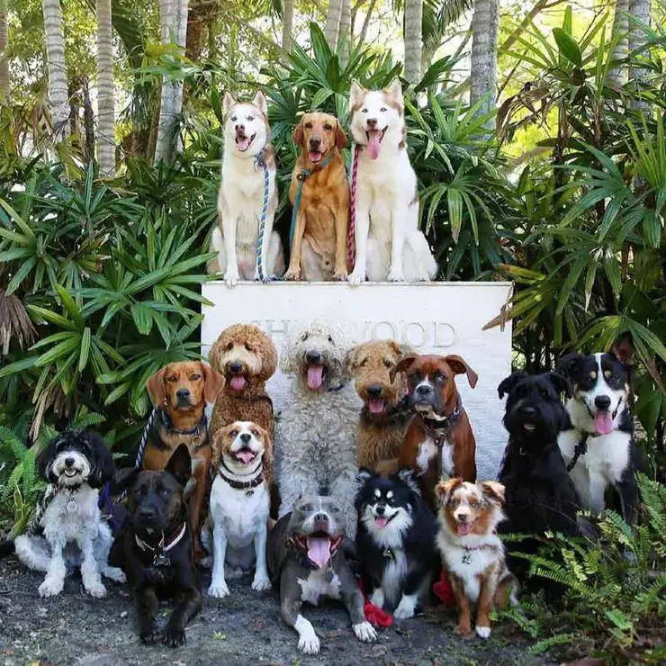 Iti malia! Fotos perfeitas de cachorros em creche encantam internautas