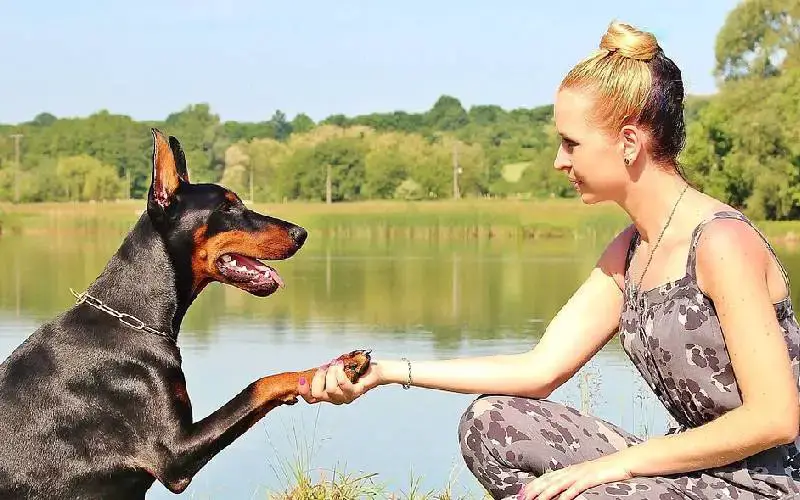 Por que algumas pessoas atraem cachorros?