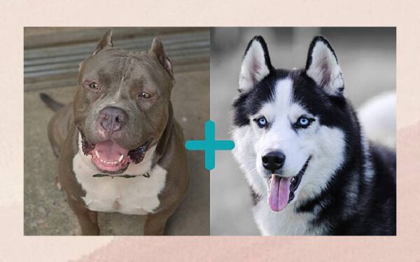 Pitsky - conheça a mistura de pit bull e husky siberiano