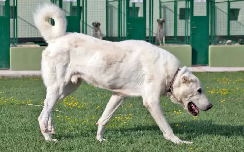 09 raças de cachorro branco