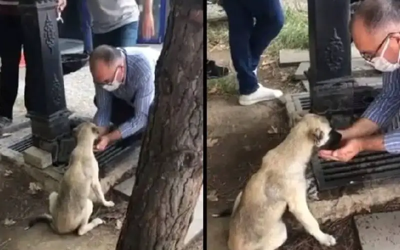 homem-e-filmado-enquanto-da-agua-para-um-cachorro-de-rua