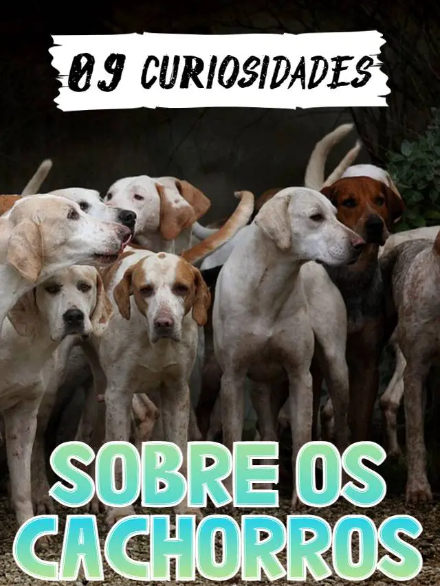 09 Curiosidades Sobre Os Cães 5132