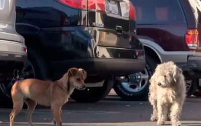 Cachorras-separadas-no-resgate-voltam-a-se-encontrar