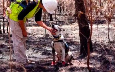 Cao-heroi-que-salvou-coalas-dos-incendios-florestais-e-homenageado-com-premio-internacional