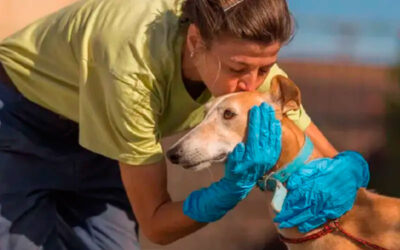 Fotografo-conhece-abrigo-e-volta-para-casa-com-alguns-cachorros