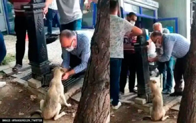 Homem-foi-flagrado-dando-agua-com-as-proprias-maos-para-um-cachorro-abandonado-nas-ruas