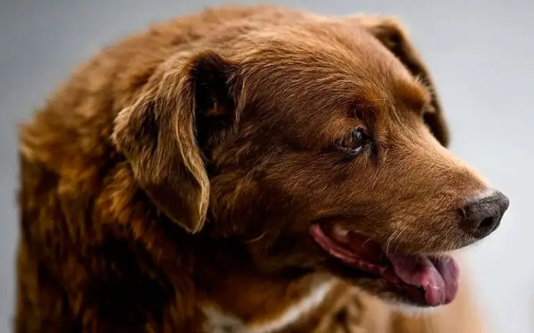 Conhe A Bobi O Cachorro Mais Velho Do Mundo