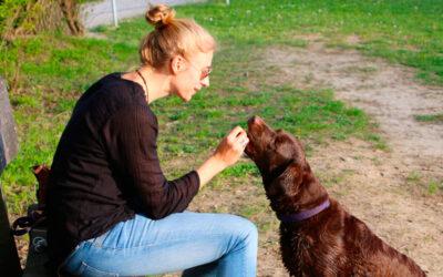 A importância do reforço positivo para cachorros