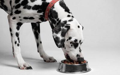 10 problemas causados aos cachorros pela alimentação errada