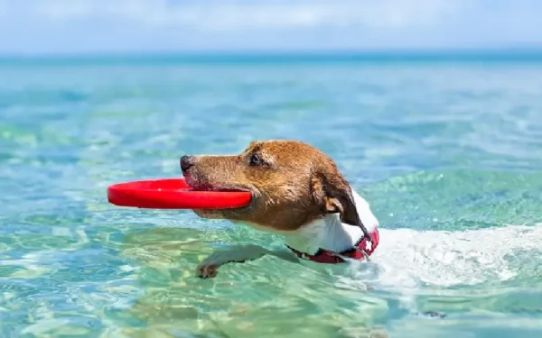 O cachorro pode entrar no mar? 02