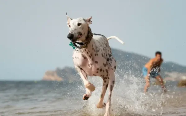 O cachorro pode entrar no mar? 03