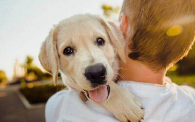 Os cães compreendem os sentimentos humanos básicos