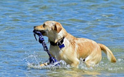 O cachorro pode entrar no mar?