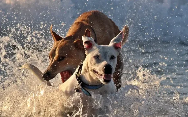 O cachorro pode entrar no mar? 02