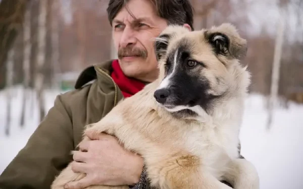 Os cães compreendem os sentimentos humanos básicos 03