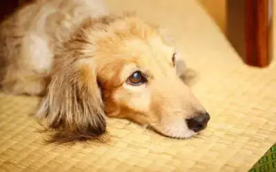 Cachorro evacuando sangue: o que pode ser?