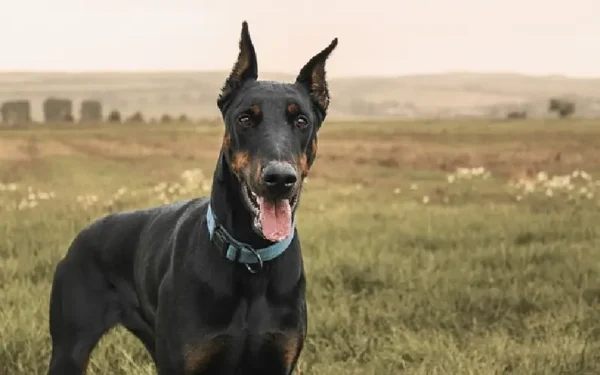 Curiosidades sobre o doberman 02