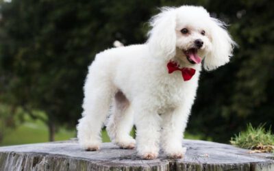 Curiosidades sobre o poodle