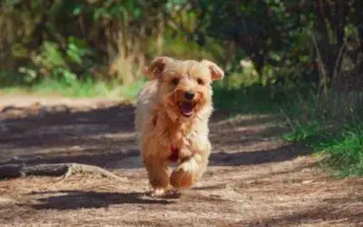 08 fatos interessantes e curiosos sobre os cachorros