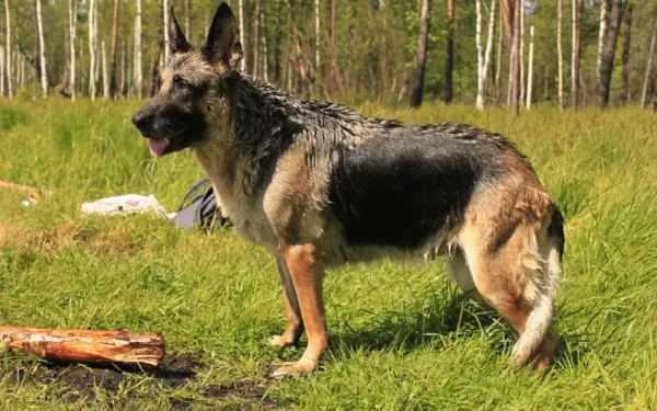 cães mais violentos do mundo 3