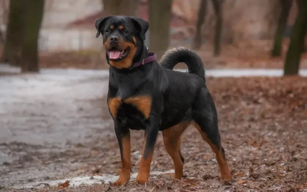 cães mais violentos do mundo 4