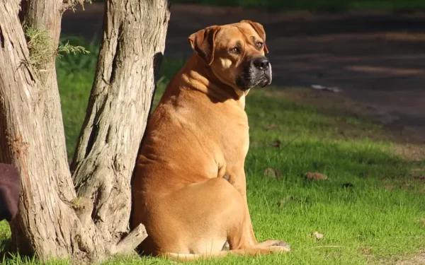 cães mais violentos do mundo