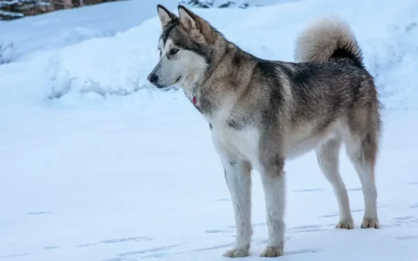 cães mais violentos do mundo 9