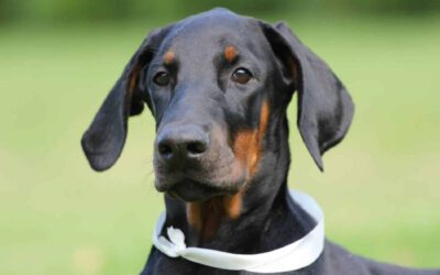 Curiosidades sobre o doberman