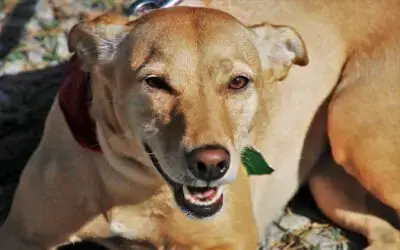 05 Curiosidades sobre os cães vira-latas