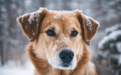 Cuidados com os cães no inverno